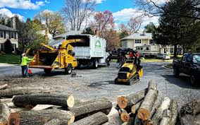 Best Tree Trimming and Pruning  in , MN