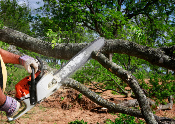 Best Tree and Shrub Care  in , MN